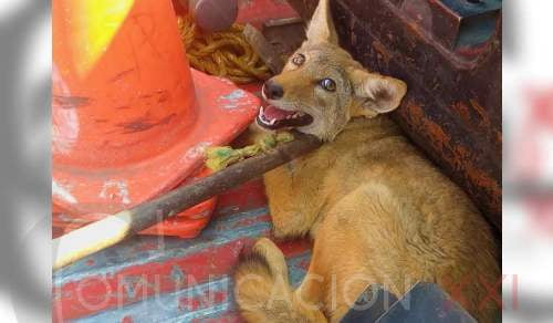 Rescatan en Capultitlán, Toluca un coyote que estaba bajo un auto abandonado